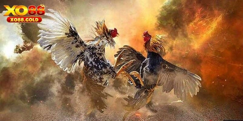 Đá Gà C1 – Quy Định, Cửa Cược Và Các Loại Hình Phổ Biến