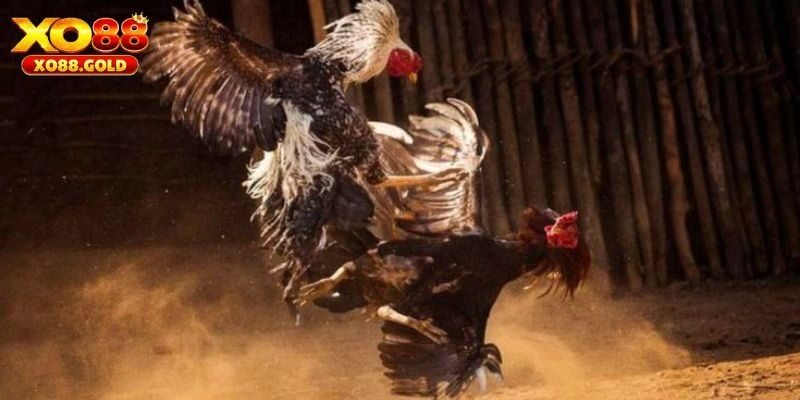 Đá Gà Tre: Loại Hình Ăn Khách Tại XO88, Siêu Kịch Tính